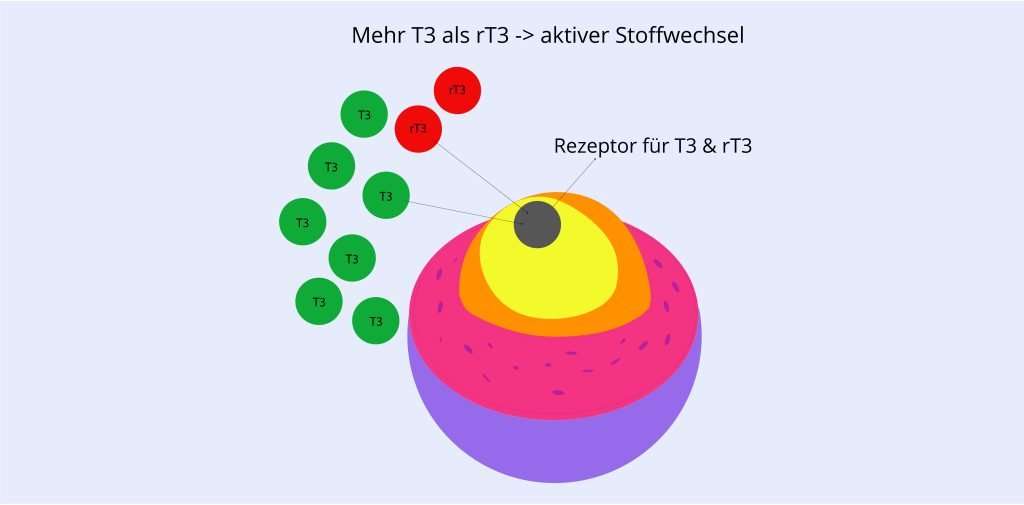 Grafische Darstellung der Wirkung von T3 und rT3 auf Zellrezeptoren und den Stoffwechsel. Ein höheres Verhältnis von T3 zu rT3 führt zu einem aktiveren Stoffwechsel, wie im Beitrag über die Funktion von reverse T3 erklärt.