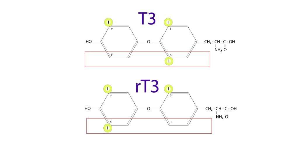Vergleich der chemischen Struktur von T3 (Triiodthyronin) und rT3 (reverses Triiodthyronin) mit hervorgehobenen Jodatomen.