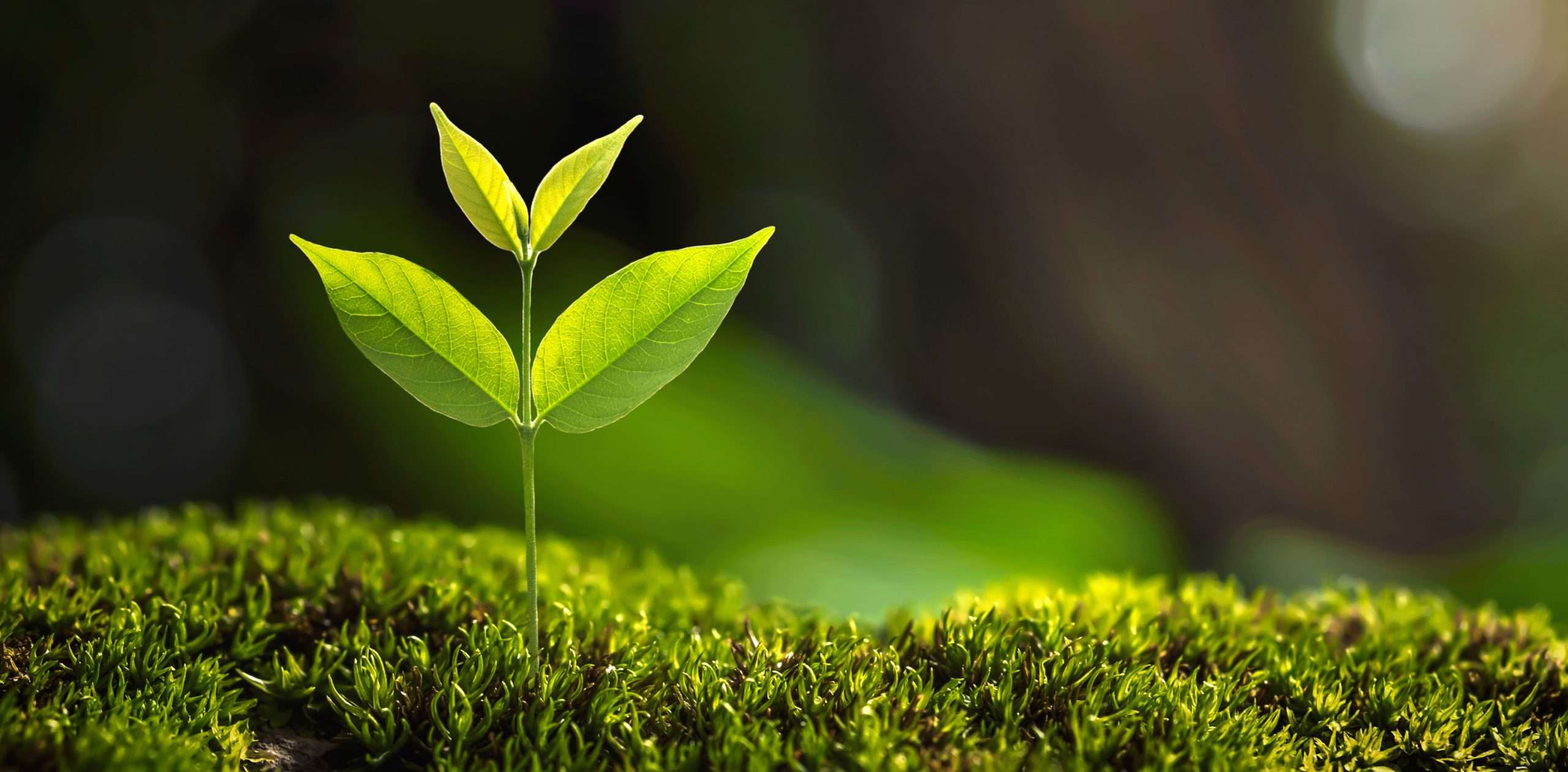 Eine grüne Pflanze wächst aus moosigem Boden, symbolisch für Wachstum und Veränderung im Lifestyle, thematisiert im Artikel über Lifestyle und dessen Nutzen auf healthmonkeys.de.