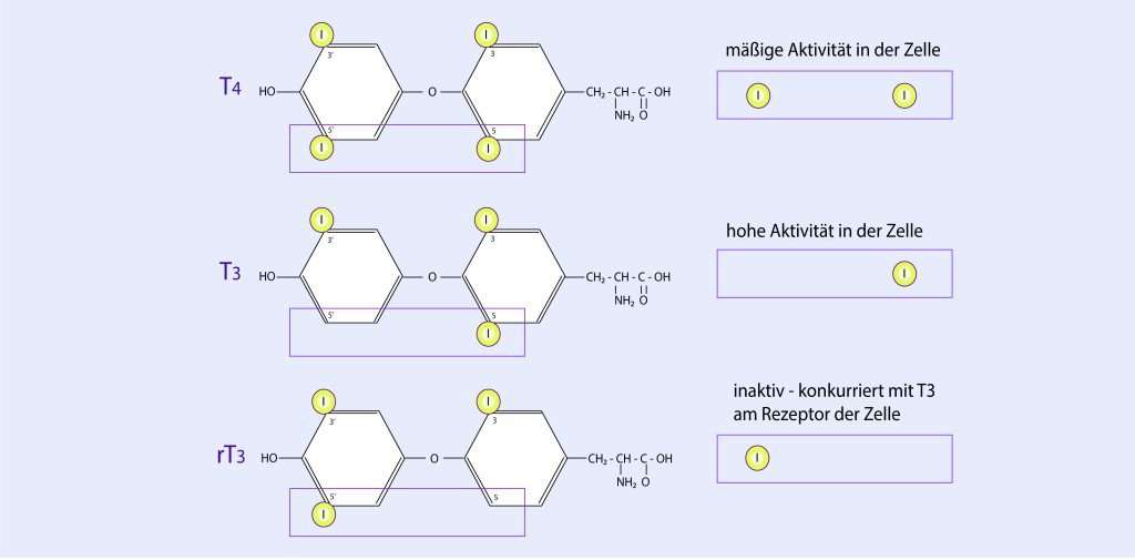 Schaubild der Schilddrüsenhormone T4, T3 und rT3 mit Darstellung ihrer chemischen Struktur und Aktivität: T4 mit mäßiger Aktivität, T3 mit hoher Aktivität und rT3 als inaktiv.